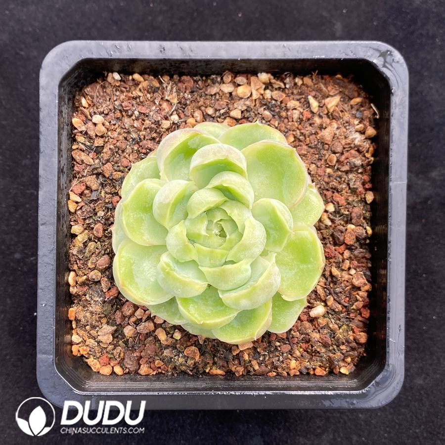 10609D140.jpg Echeveria Shrimp Dumpling - Image 1