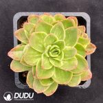 Echeveria Ice Rose