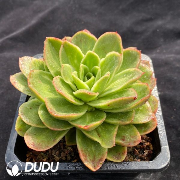 Echeveria Ice Rose - Image 2