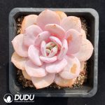 Echeveria Milk Tea