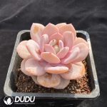 Echeveria Milk Tea - Image 2