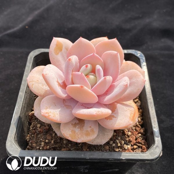 Echeveria Milk Tea - Image 2