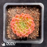Echeveria Agavoids