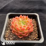 Echeveria Agavoids - Image 2