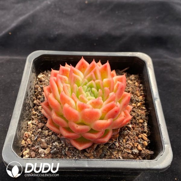Echeveria Agavoids - Image 2