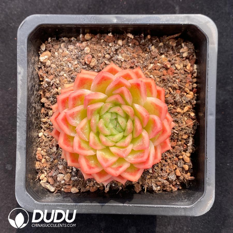 10612D140.jpg Echeveria Agavoids - Image 1