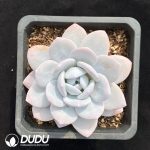 Echeveria Lauii