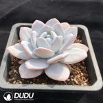 Echeveria Lauii - Image 2