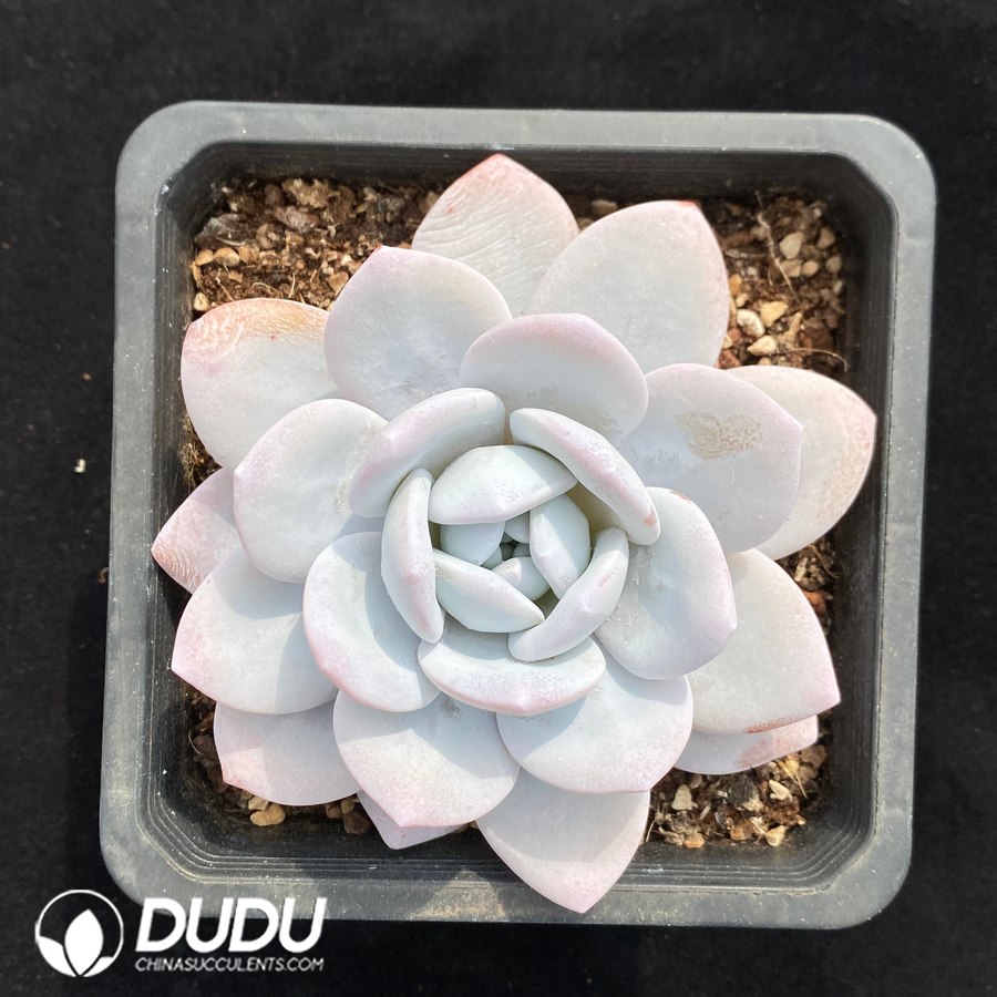 10613D140.jpg Echeveria Lauii - Image 1