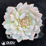Echeveria Star Orange