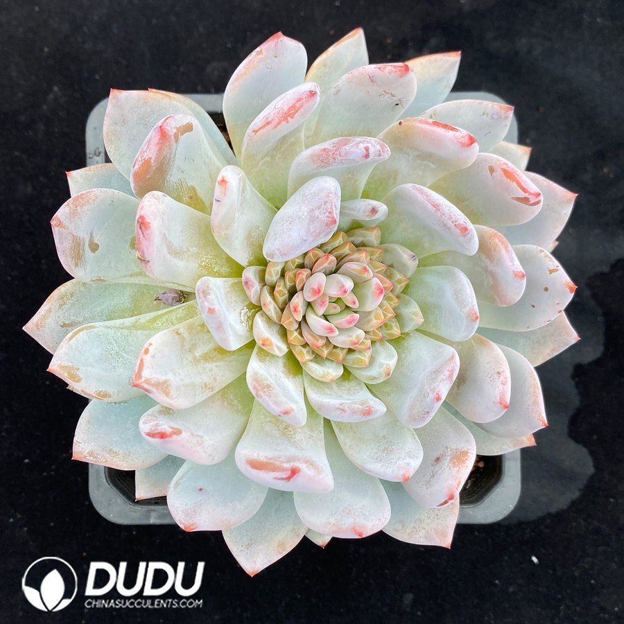 10614D140-1.jpg Echeveria Star Orange - Image 1
