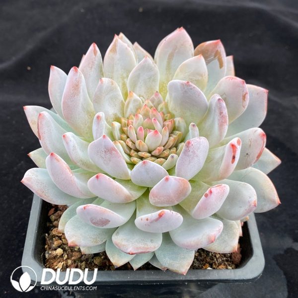 Echeveria Star Orange - Image 2