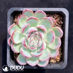 Echeveria Red Ice
