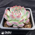 Echeveria Red Ice - Image 2