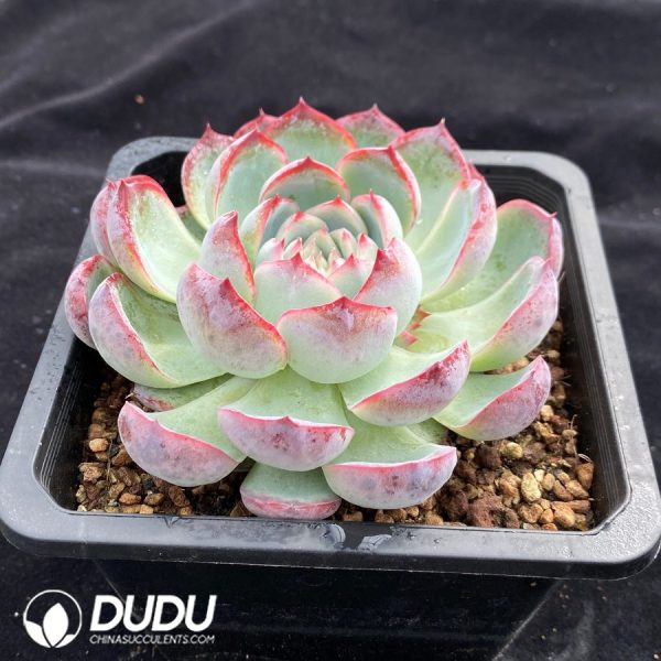 Echeveria Red Ice - Image 2