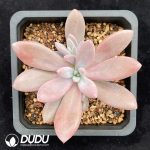 Echeveria Soulmate
