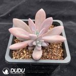 Echeveria Soulmate - Image 2