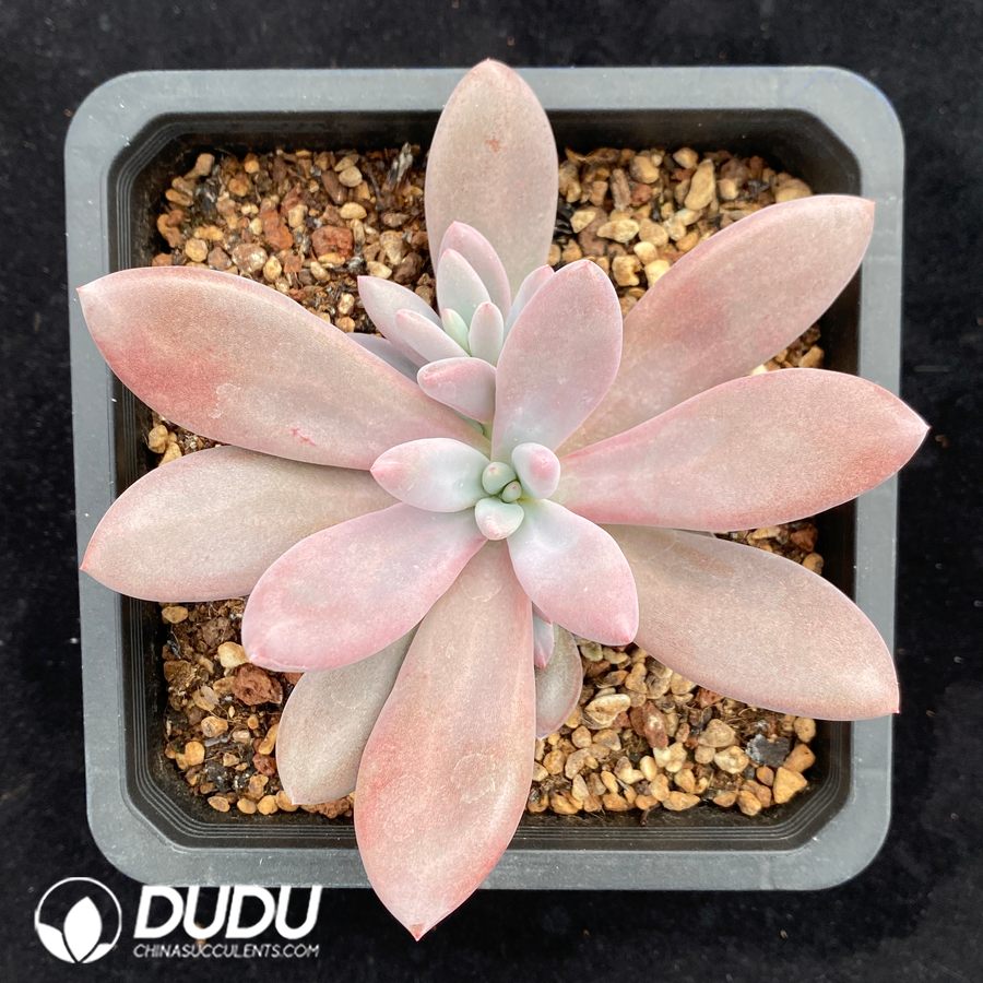 10616D140.jpg Echeveria Soulmate - Image 1