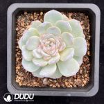 Echeveria Ice Green