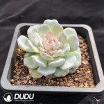 Echeveria Ice Green - Image 2