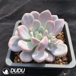 Echeveria Juice - Image 2