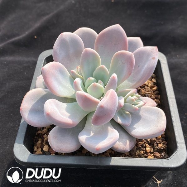 Echeveria Juice - Image 2