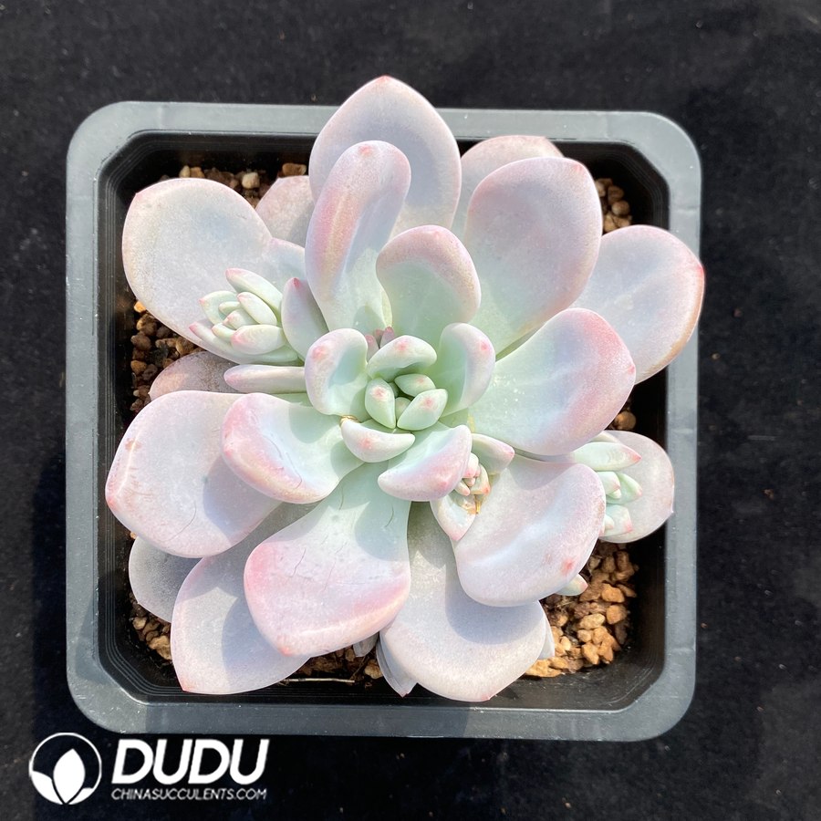 10618D140.jpg Echeveria Juice - Image 1