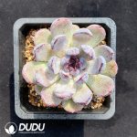 Echeveria Amethyst