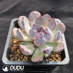 Echeveria Amethyst - Image 2