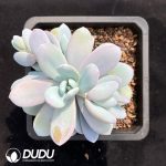 Pachyphytum Snow Beauty
