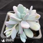 Pachyphytum Snow Beauty - Image 2