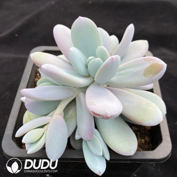 Pachyphytum Snow Beauty - Image 2