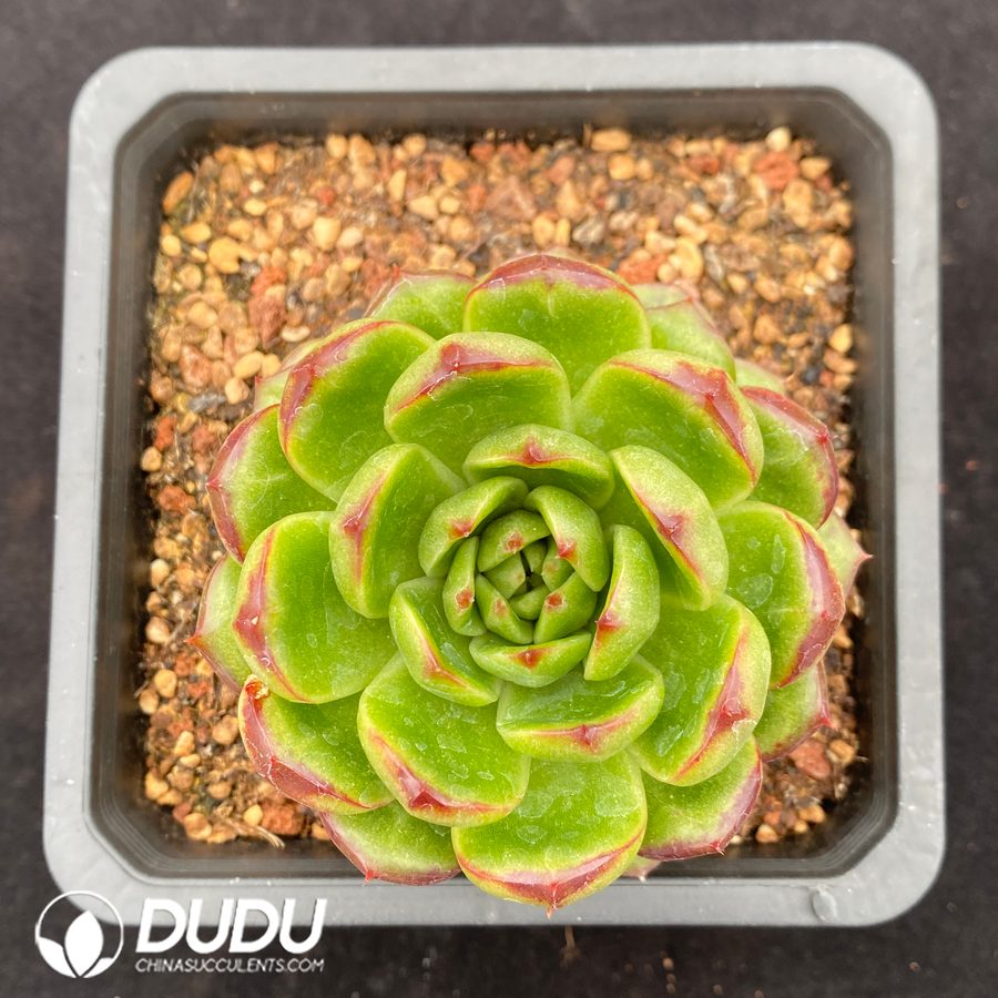 10621D140-1.jpg Echeveria Leather Rose - Image 1