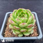 Echeveria Leather Rose - Image 2