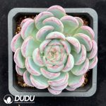 Echeveria Hillary