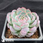 Echeveria Hillary - Image 2