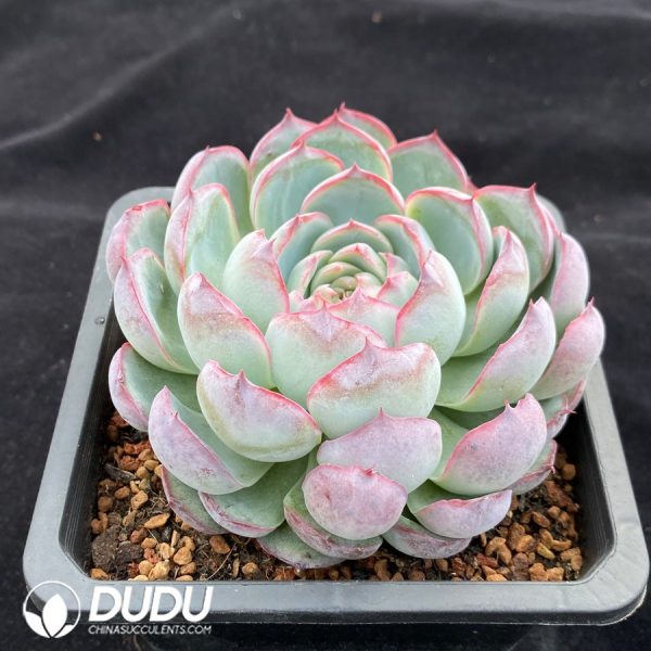 Echeveria Hillary - Image 2