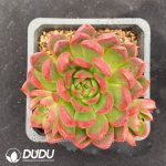 Echeveria Hibiscus Acetosella