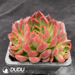Echeveria Hibiscus Acetosella - Image 2