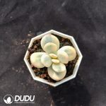 Cotyledon Orbiculata cv Variegated