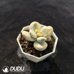 Cotyledon Orbiculata cv Variegated - Image 2