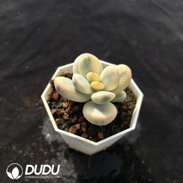 Cotyledon Orbiculata cv Variegated - Image 2