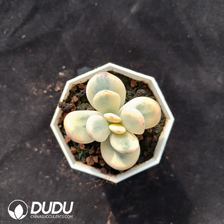 10625D70.jpg Cotyledon Orbiculata cv Variegated - Image 1