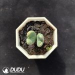 Conophytum bilobum