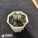 Conophytum bilobum - Image 2
