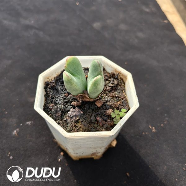 Conophytum bilobum - Image 2