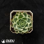 Aeonium diplocyclum var. gigantea Variegated