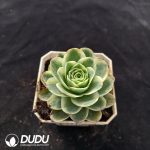 Aeonium diplocyclum var. gigantea Variegated - Image 2