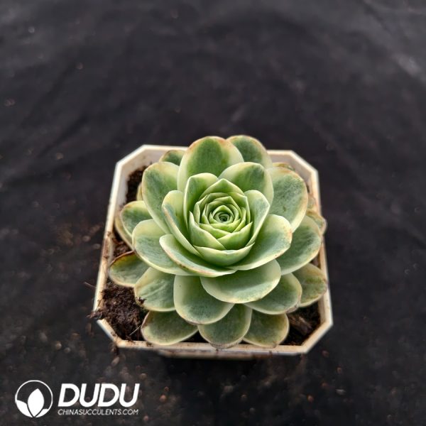 Aeonium diplocyclum var. gigantea Variegated - Image 2