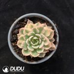 Adenium obesum Variegated
